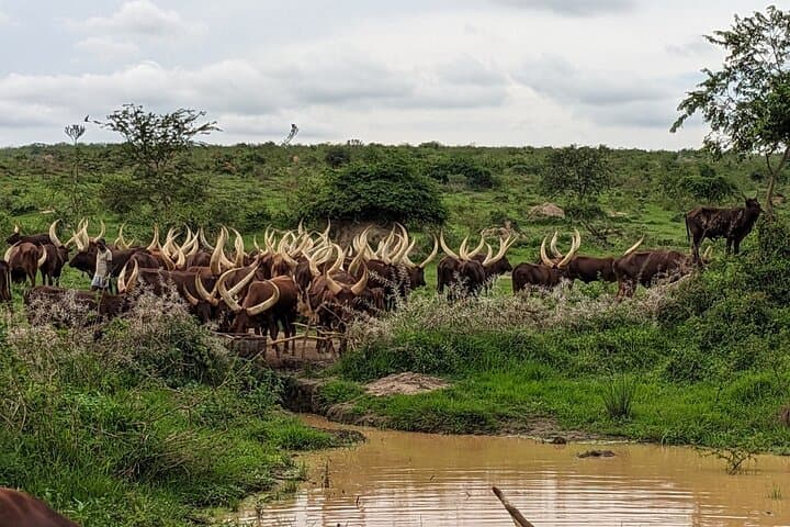 Private Lake Mburo Safari: 3-Day Wildlife & Community Experience from Kampala photo 4