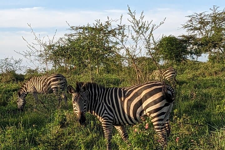 Private Lake Mburo Safari: 3-Day Wildlife & Community Experience from Kampala photo 5