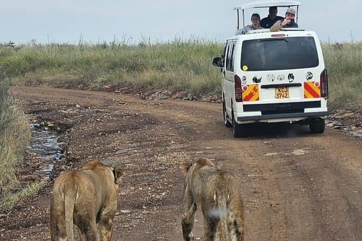 Amboseli Day Safari from Nairobi: Kilimanjaro Views & Classic Game Drives photo 3