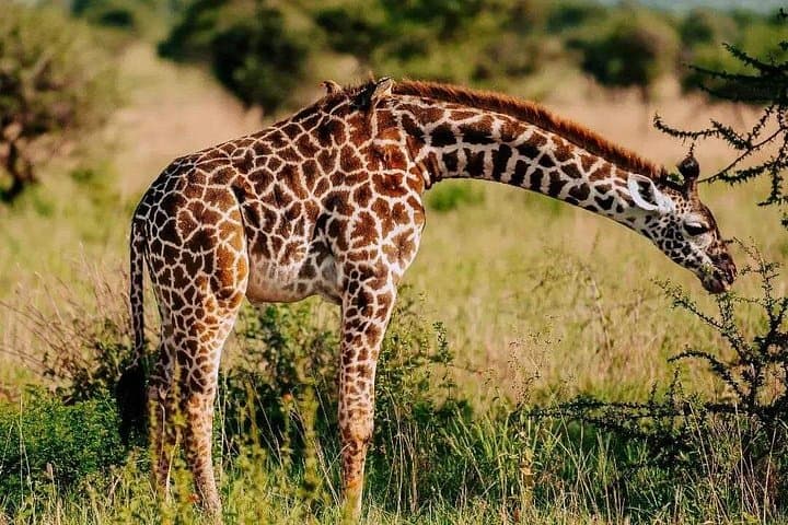 Amboseli Day Safari from Nairobi: Kilimanjaro Views & Classic Game Drives photo 4