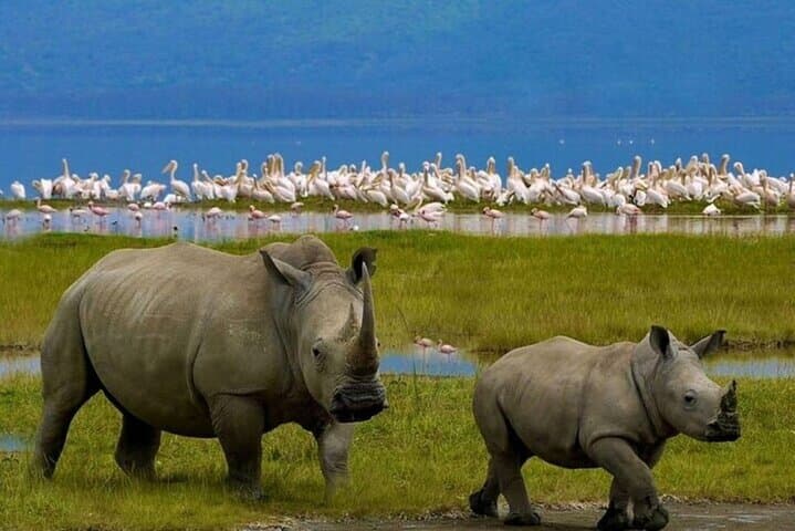 Lake Nakuru National Park Day Trip from Nairobi: Flamingos, Rhinos & Rift Valley Views photo 2