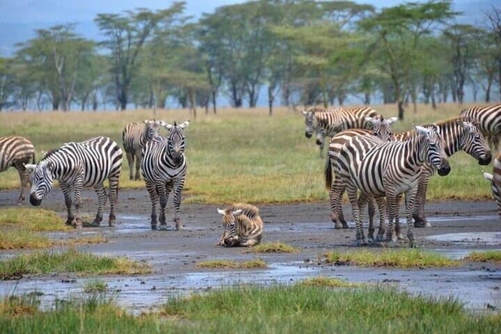 Lake Nakuru National Park Day Trip from Nairobi: Flamingos, Rhinos & Rift Valley Views photo 4