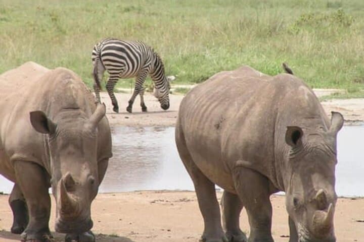 Lake Nakuru National Park Day Trip from Nairobi: Flamingos, Rhinos & Rift Valley Views photo 5