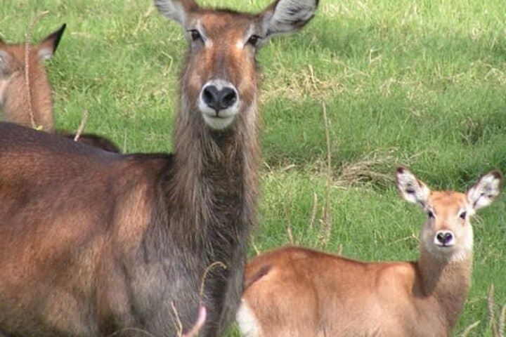 Lake Nakuru National Park Day Trip from Nairobi: Flamingos, Rhinos & Rift Valley Views photo 6