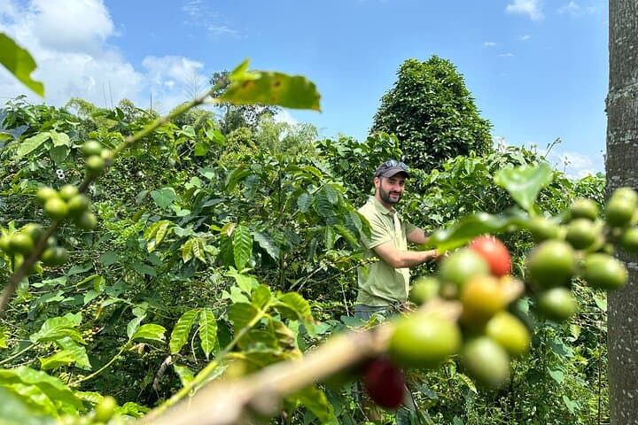 Medellín Coffee & Flower Farm Tour — Coffee Tasting and Silleta Workshop photo 4