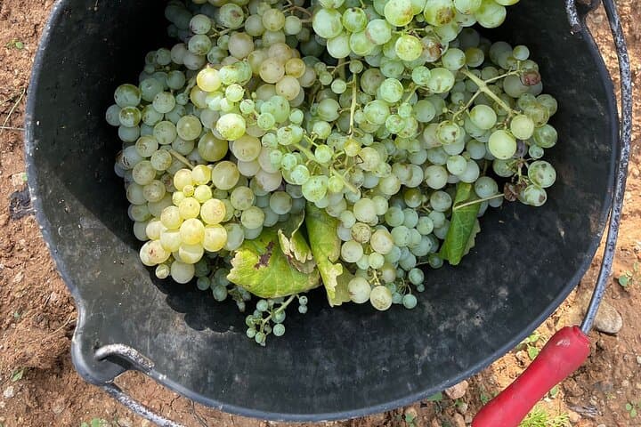 Private Artisanal Winery Visit & Wine Tasting from Sitges photo 6