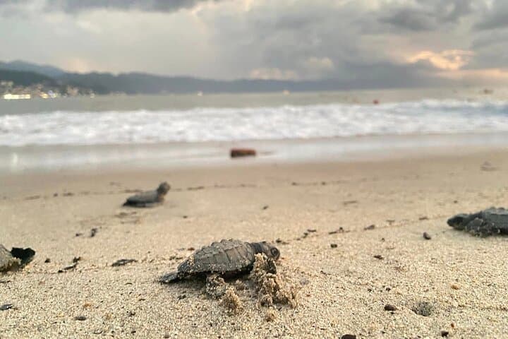 Sunset Sea Turtle Release — Conservation in Action, Puerto Vallarta