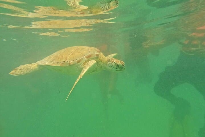 Snorkel with Sea Turtles at Akumal Bay and Swim Cenotes from Playa del Carmen photo 3