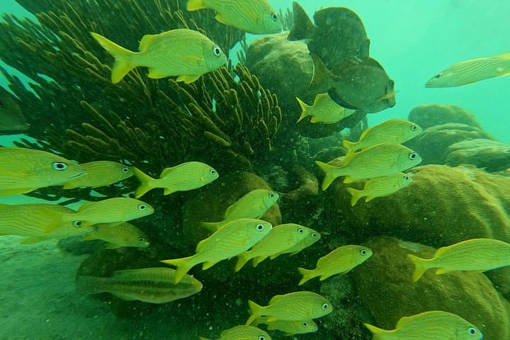 Swim with Sea Turtles and Explore Underground Cenotes: Snorkel Adventure from Playa del Carmen photo 1