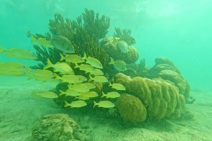 Snorkel with Sea Turtles at Akumal Bay and Swim Cenotes from Playa del Carmen photo 2