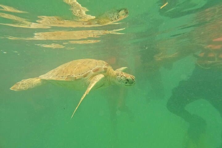 Tulum Ruins, Akumal Turtle Snorkel & Cenote Swim from Playa del Carmen photo 4