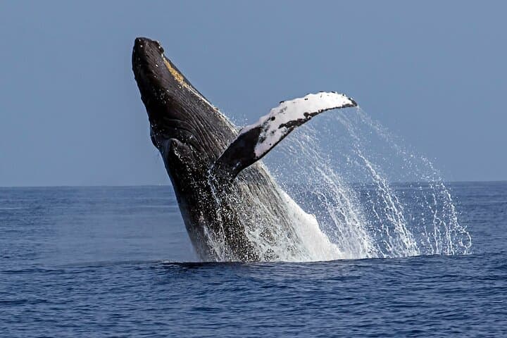 Kona Small-Group Humpback Whale Watching from Honokohau Harbor