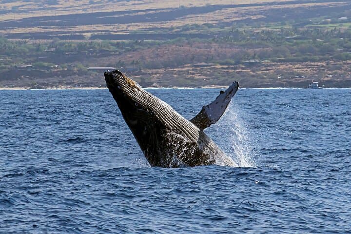 Kona Small-Group Humpback Whale Watching from Honokohau Harbor photo 3
