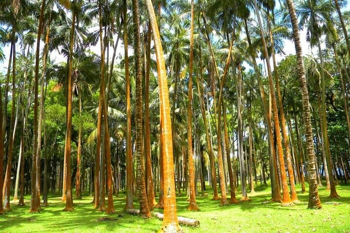 East-to-Wild-South Quad Rental — Réunion Island Self-Guided Adventure photo 5