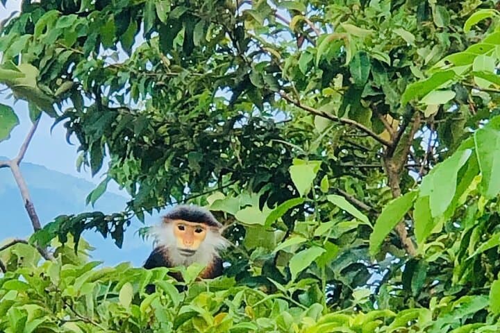 Jeep Tour to Son Tra Peak and Marble Mountains — Da Nang Views, Caves & Wildlife photo 2