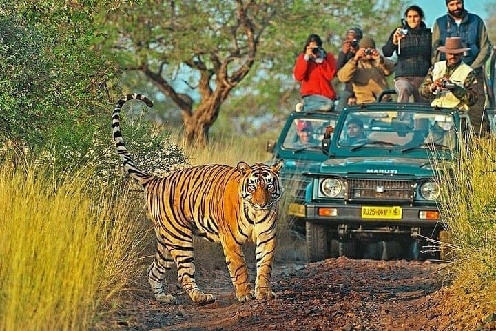 Golden Triangle & Ranthambore: 8-Day Delhi, Agra, Jaipur and Tiger Safari photo 1