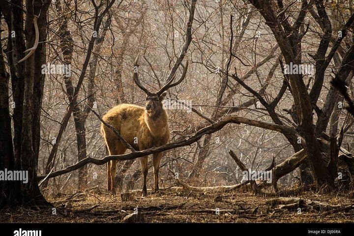 Golden Triangle & Ranthambore: 8-Day Delhi, Agra, Jaipur and Tiger Safari photo 2