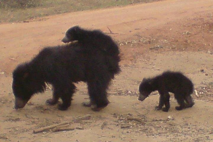 Half-Day Yala National Park Safari: Morning Drive for Leopards & Elephants photo 4
