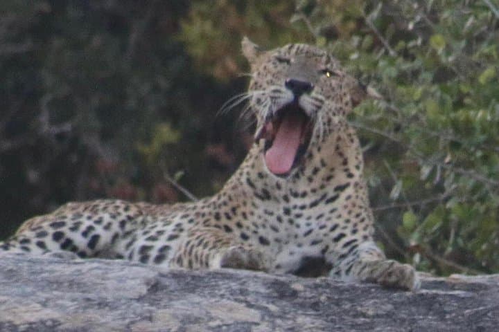 Half-Day Yala National Park Safari: Morning Drive for Leopards & Elephants photo 3