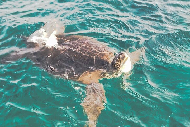Paphos Turtle-Watching Cruise and Snorkelling Adventure photo 2