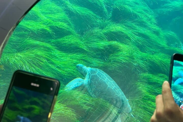 Paphos Turtle-Watching Cruise and Snorkelling Adventure photo 5