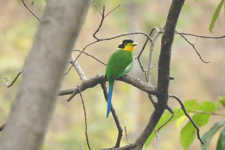 Kathmandu Valley Birding Hike: Day Birdwatching Tour in Nagarjun & Shivapuri photo 3