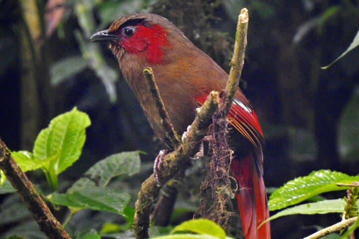 Kathmandu Valley Birding Hike: Day Birdwatching Tour in Nagarjun & Shivapuri photo 4