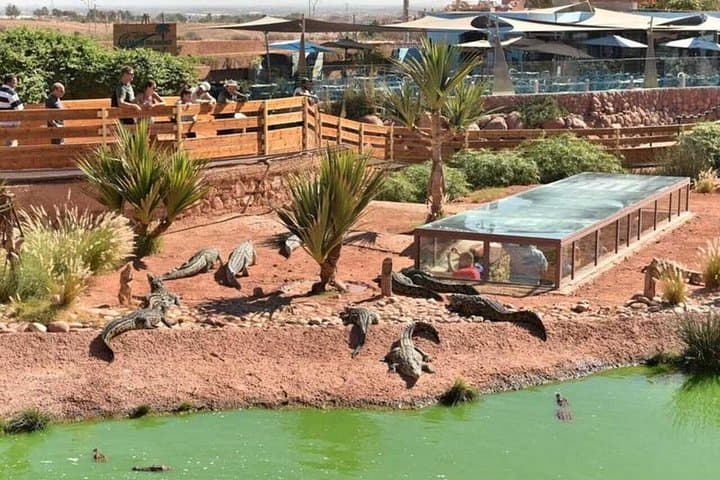 Agadir Crocoparc & Argan-Tree Goats Day Tour — Crocodiles, Argan Oil & Local Life photo 4