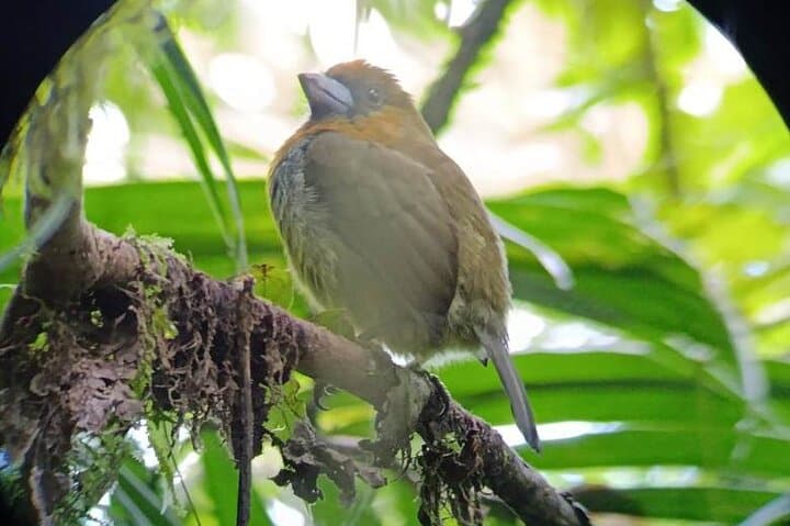 Guided Monteverde Cloud Forest Walk — Hummingbirds, Mossy Trails & Wildlife photo 6