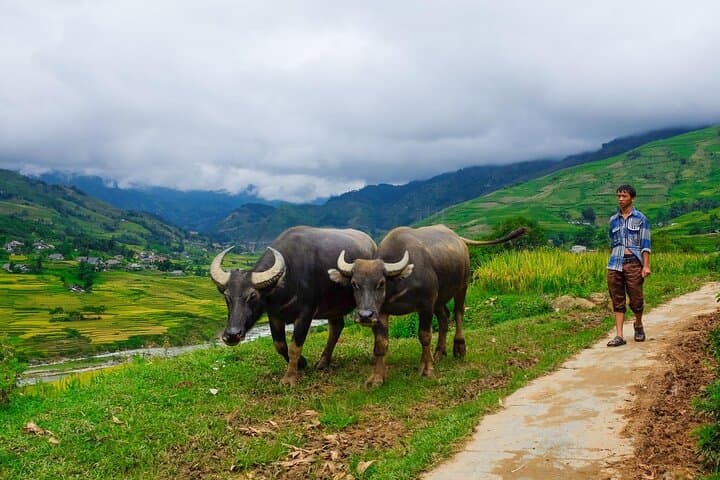 Trek Sapa’s Muong Hoa Valley: Lao Chai to Ta Van Rice Terrace Hike photo 4