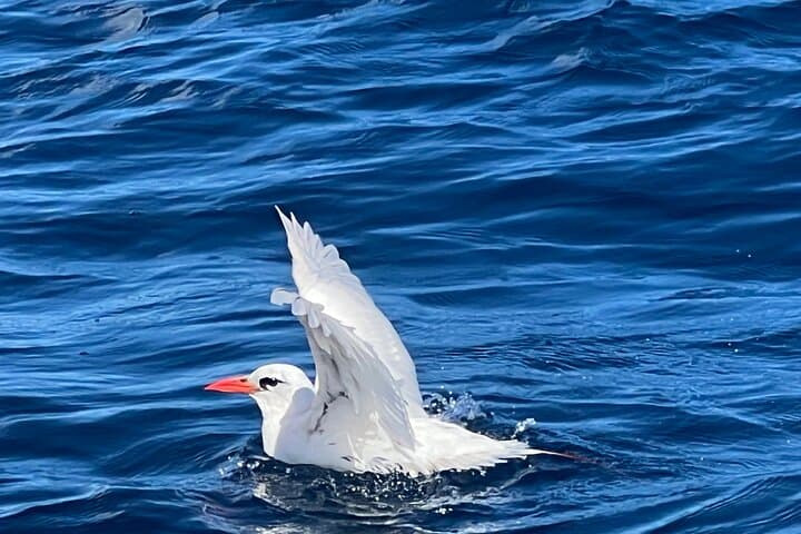 Private Oceanographer Cruise: Blue World Initiative Mauritius