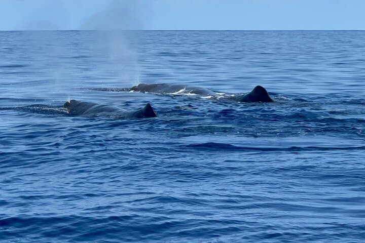 Private Oceanographer Cruise: Blue World Initiative Mauritius photo 2