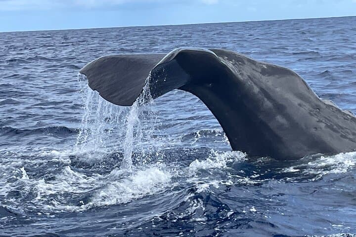 Private Oceanographer Cruise: Blue World Initiative Mauritius photo 4