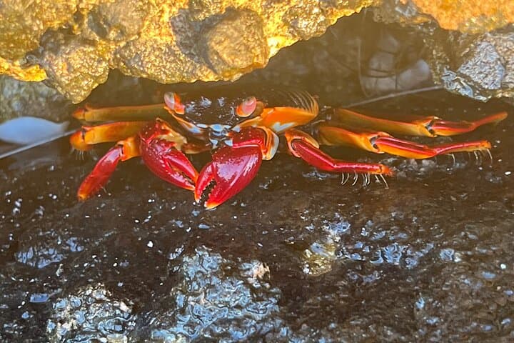 Private Oceanographer Cruise: Blue World Initiative Mauritius photo 5