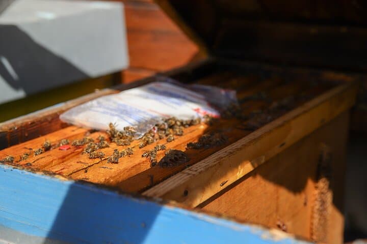 Beekeeping Farm Tour and Honey Tasting in Lazise (Lake Garda) photo 4