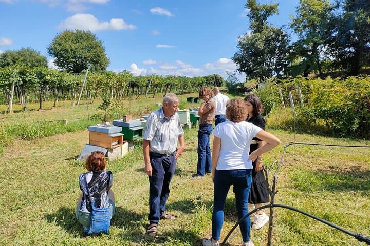 Beekeeping Farm Tour and Honey Tasting in Lazise (Lake Garda)