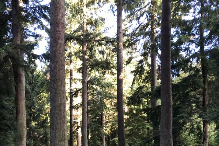 Guided Walk to Saint Cuthbert’s Cave: Woodland Walks, Red Squirrels & Views to Holy Island photo 3