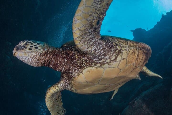 Shore Dive with Hawaiian Green Sea Turtles at Koloa Landing, Kauai photo 2