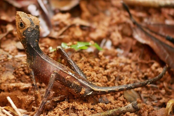 Sinharaja Rain Forest Day Tour from Colombo — Guided Rainforest Trek & Wildlife Viewing photo 2