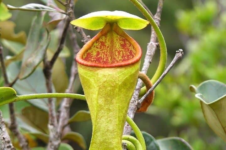 Sinharaja Rain Forest Day Tour from Colombo — Guided Rainforest Trek & Wildlife Viewing photo 3