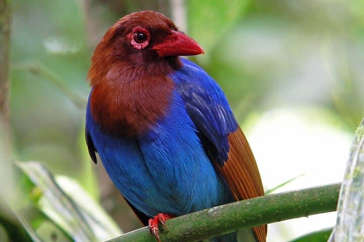 Sinharaja Rain Forest Day Tour from Colombo — Guided Rainforest Trek & Wildlife Viewing photo 4