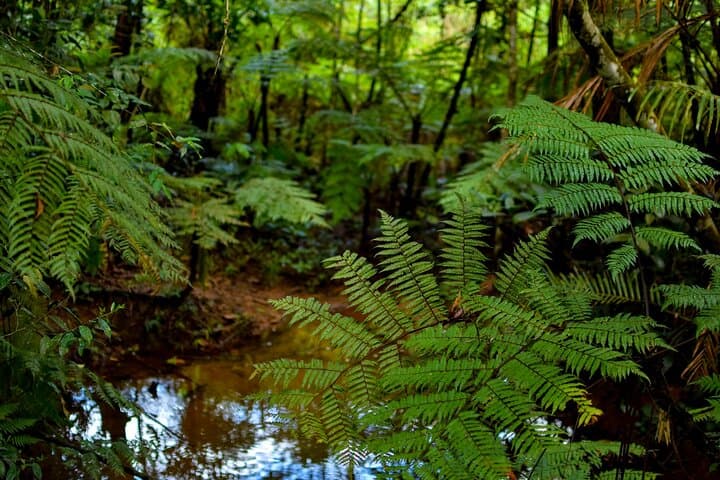 Sinharaja Rain Forest Day Tour from Colombo — Guided Rainforest Trek & Wildlife Viewing photo 5