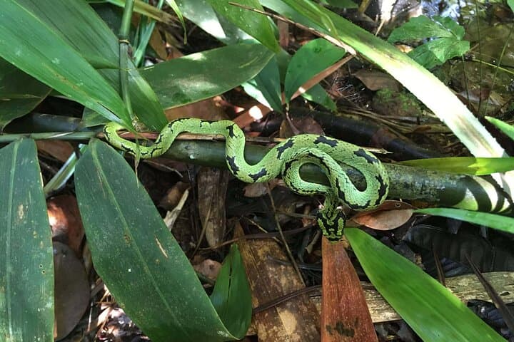 Sinharaja Rain Forest Day Tour from Colombo — Guided Rainforest Trek & Wildlife Viewing