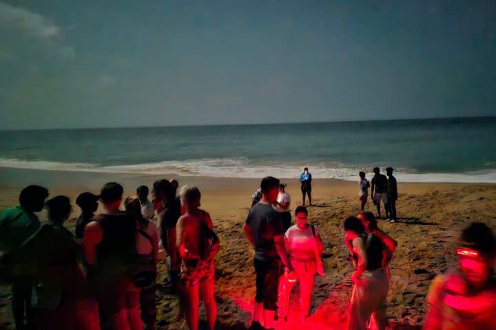 Tangalle Night Turtle Watching — Rekawa Turtle Nesting Experience photo 4