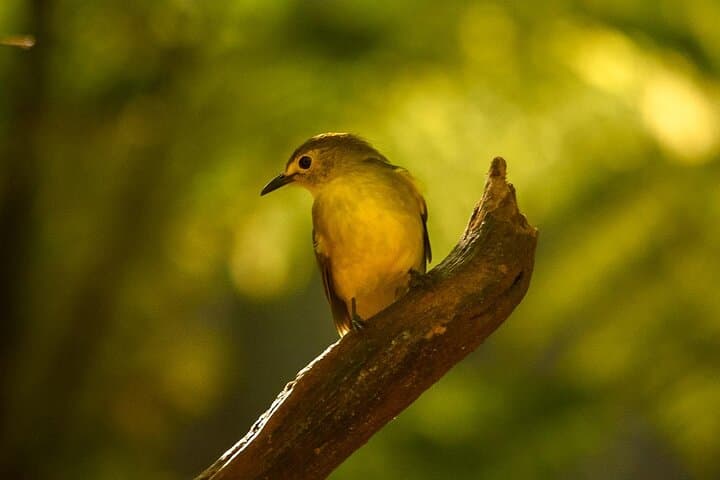 Exploring Sinharaja Rainforest: A Private Day Trek from Galle photo 3