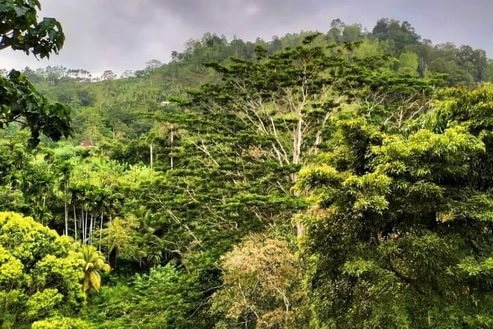 Exploring Sinharaja Rainforest: A Private Day Trek from Galle photo 4