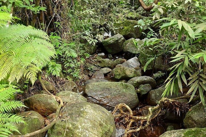 Exploring Sinharaja Rainforest: A Private Day Trek from Galle photo 5