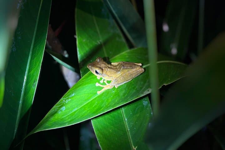 Exploring Sinharaja Rainforest: A Private Day Trek from Galle photo 6