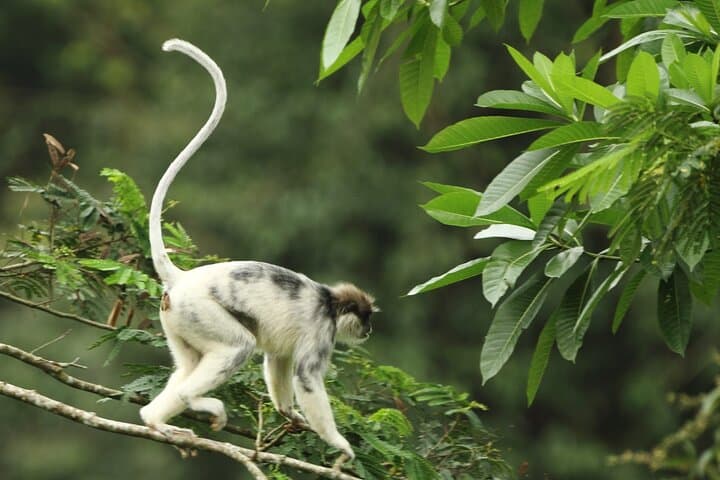 Exploring Sinharaja Rainforest: A Private Day Trek from Galle