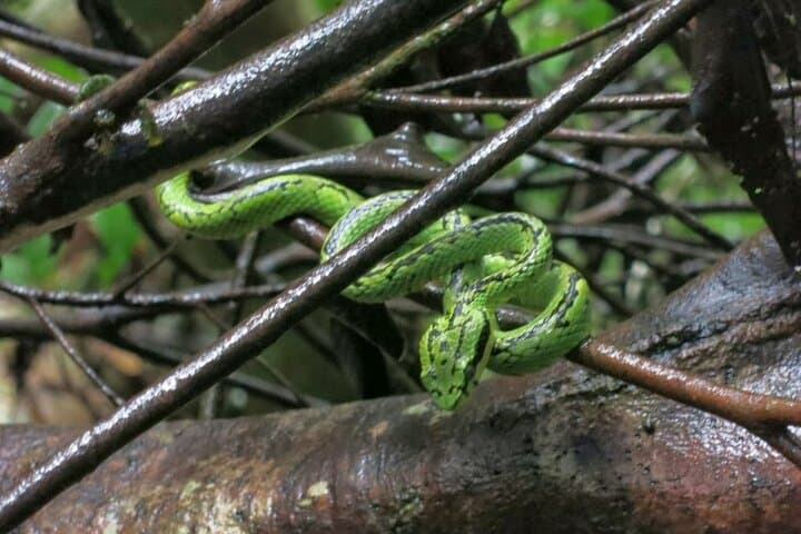 Exploring Sinharaja Rainforest: A Private Day Trek from Galle photo 2